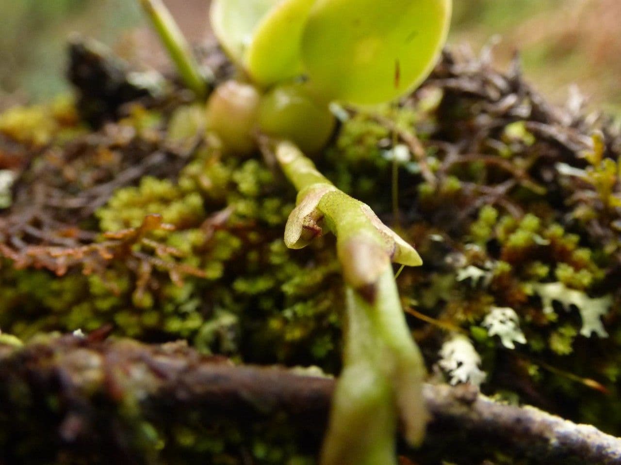 Bulbophyllum 10