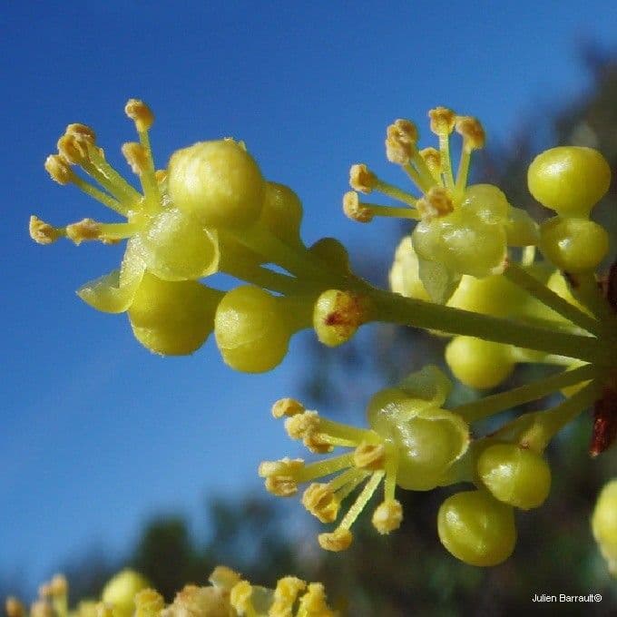 Austrobuxus 4