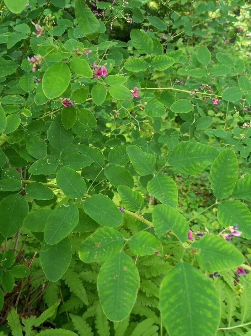 Lespedeza bicolore 16