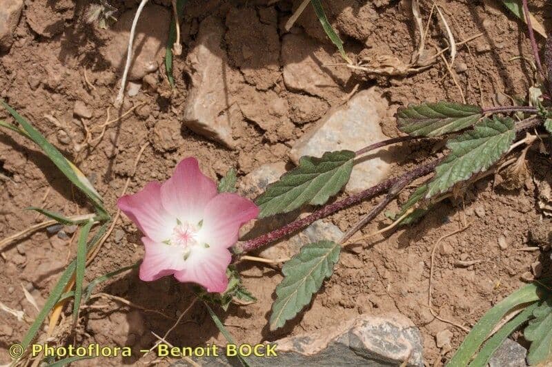 Malope malacoides 17