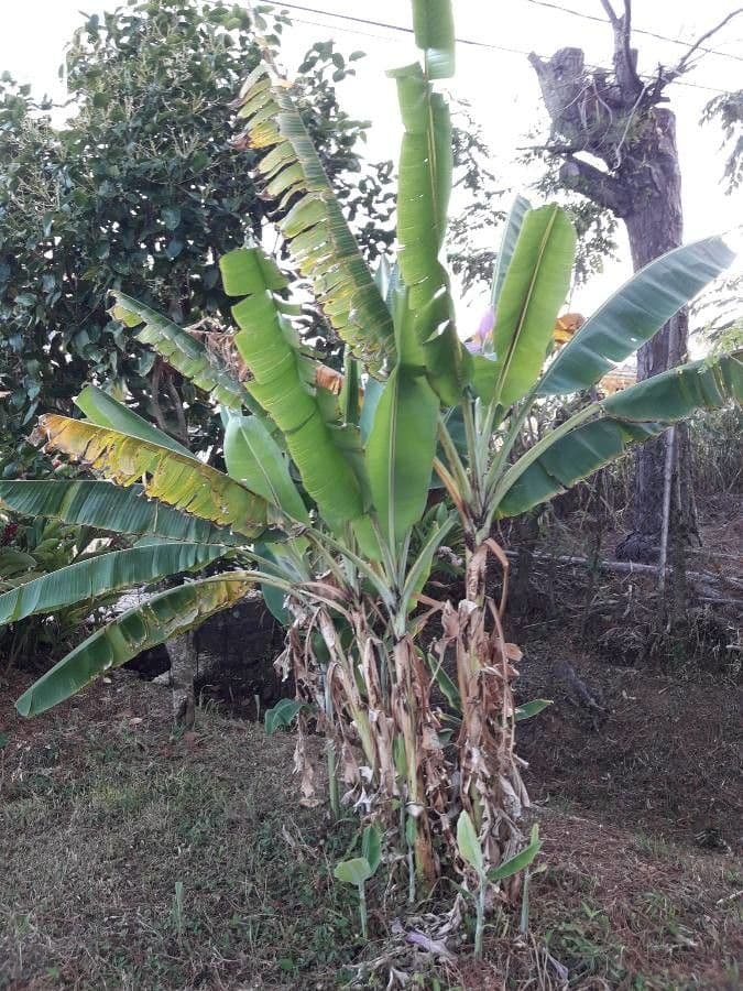Banan fieristico 7