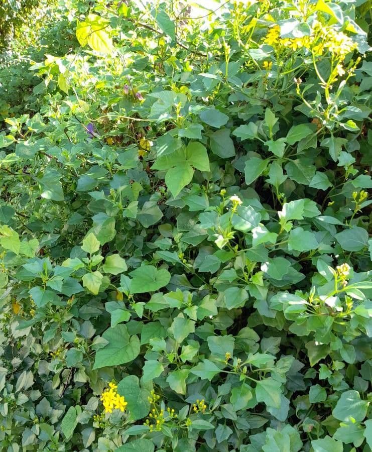 Senecio angulatus 28