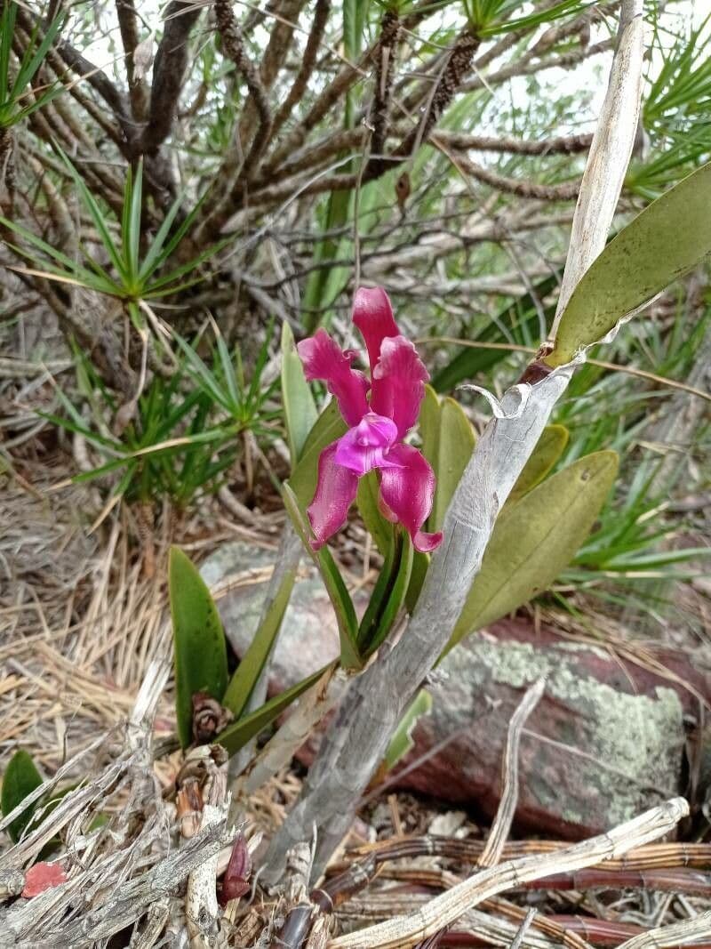 Cattleya 4