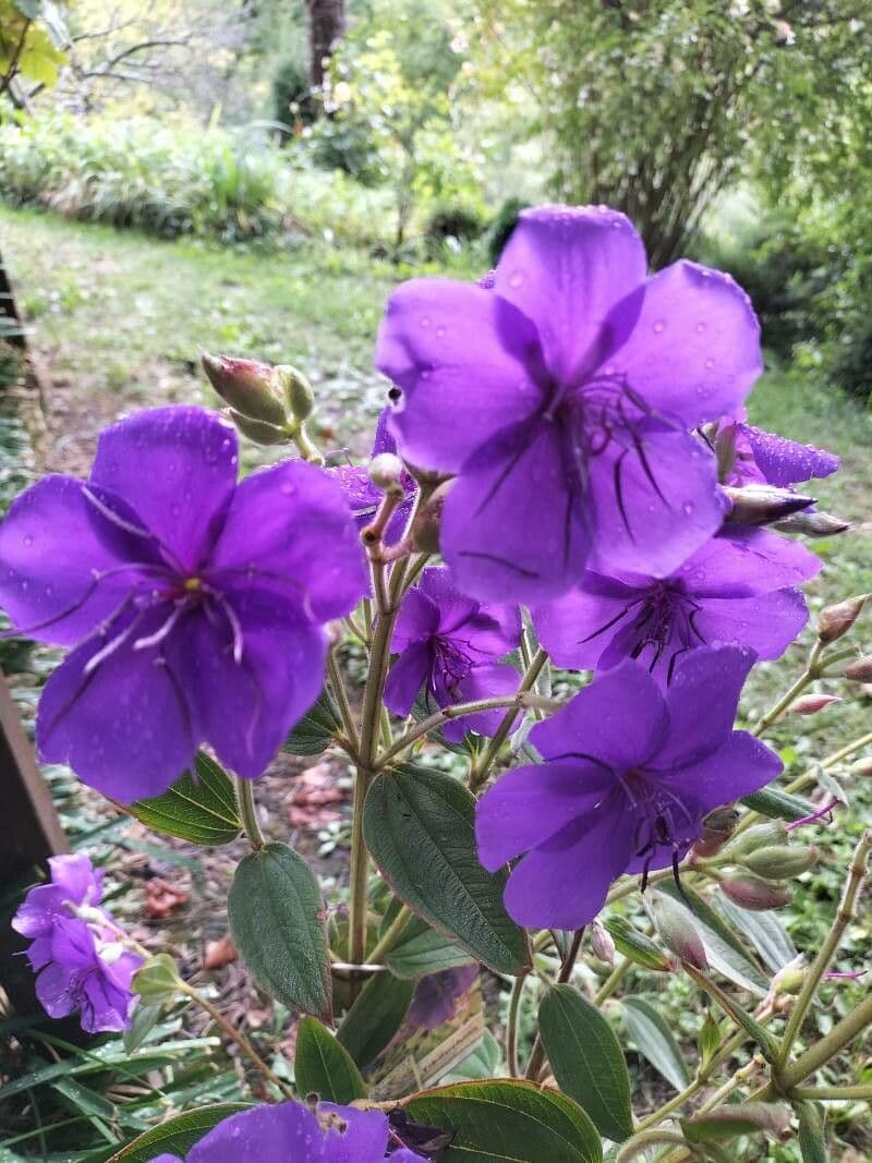Glory bush 2