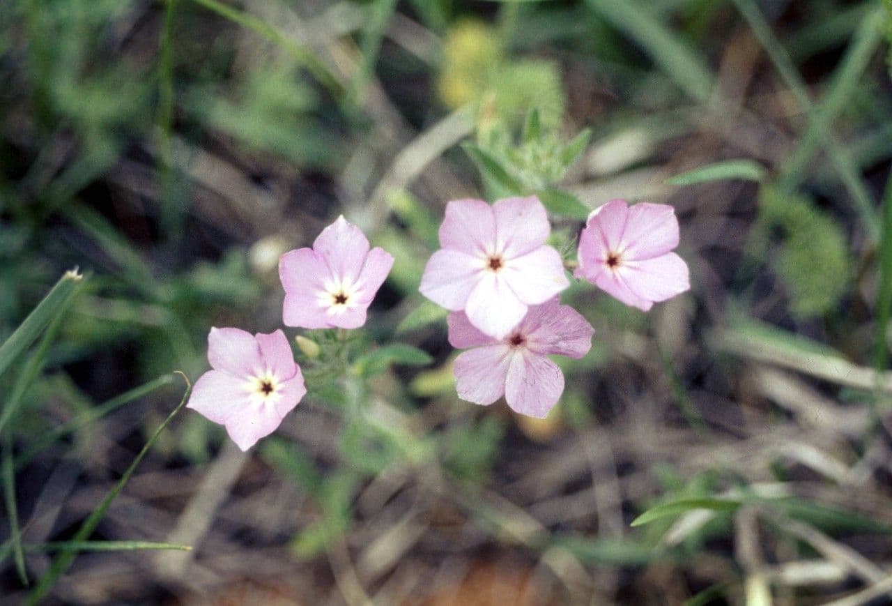 Flogosis 2