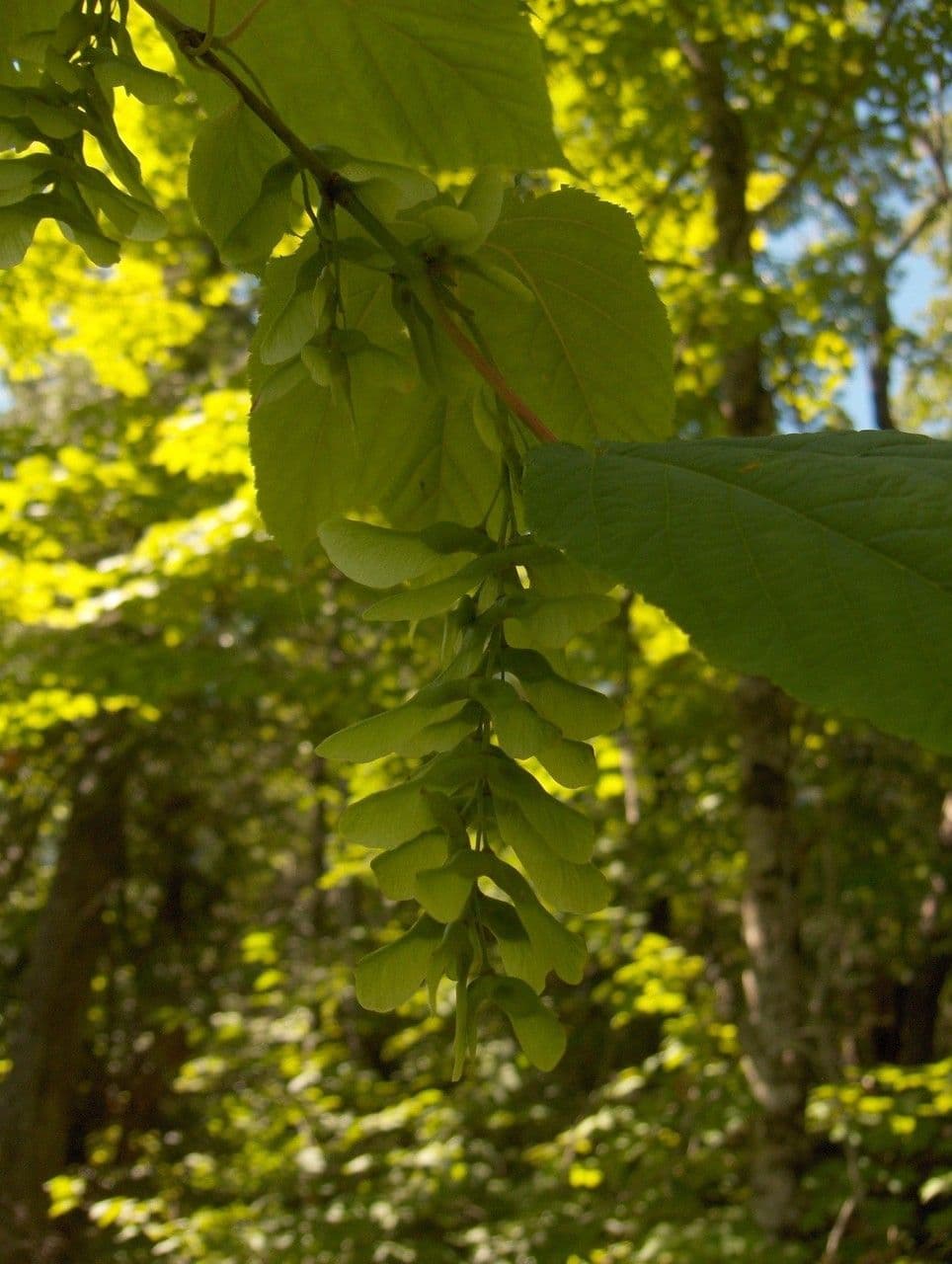 Striped maple 3