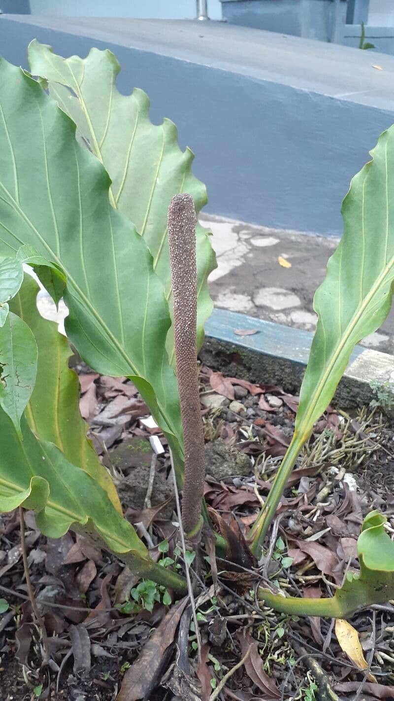 Anturio 2