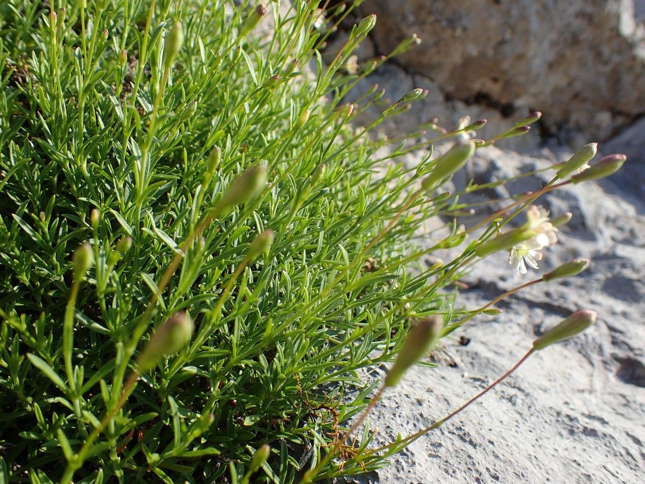 Silene saxifraga 13