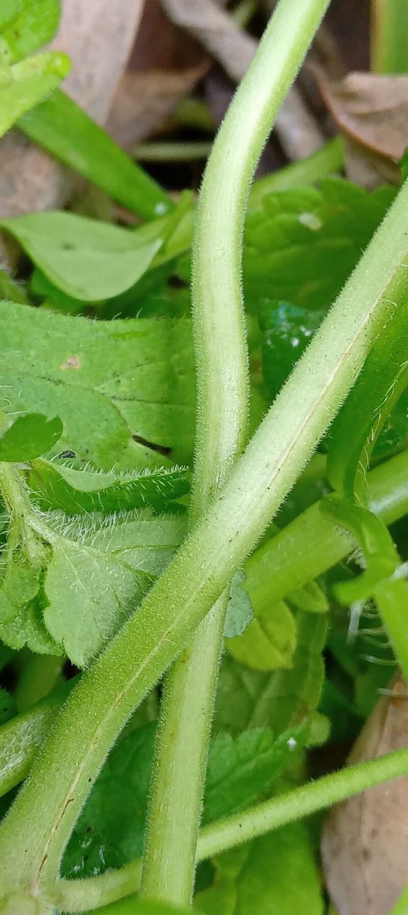 Géranium fluet 25