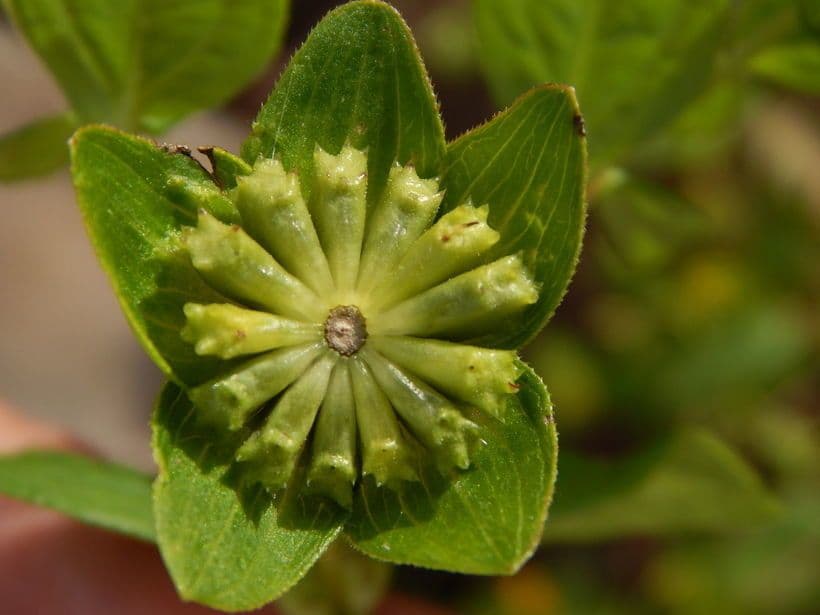 Melampodium