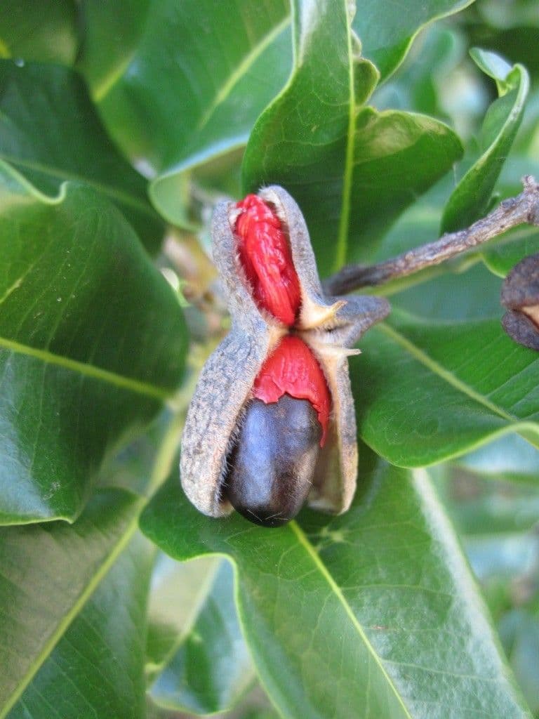 Neoarytera 3