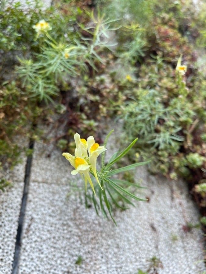 Linaria comune 27