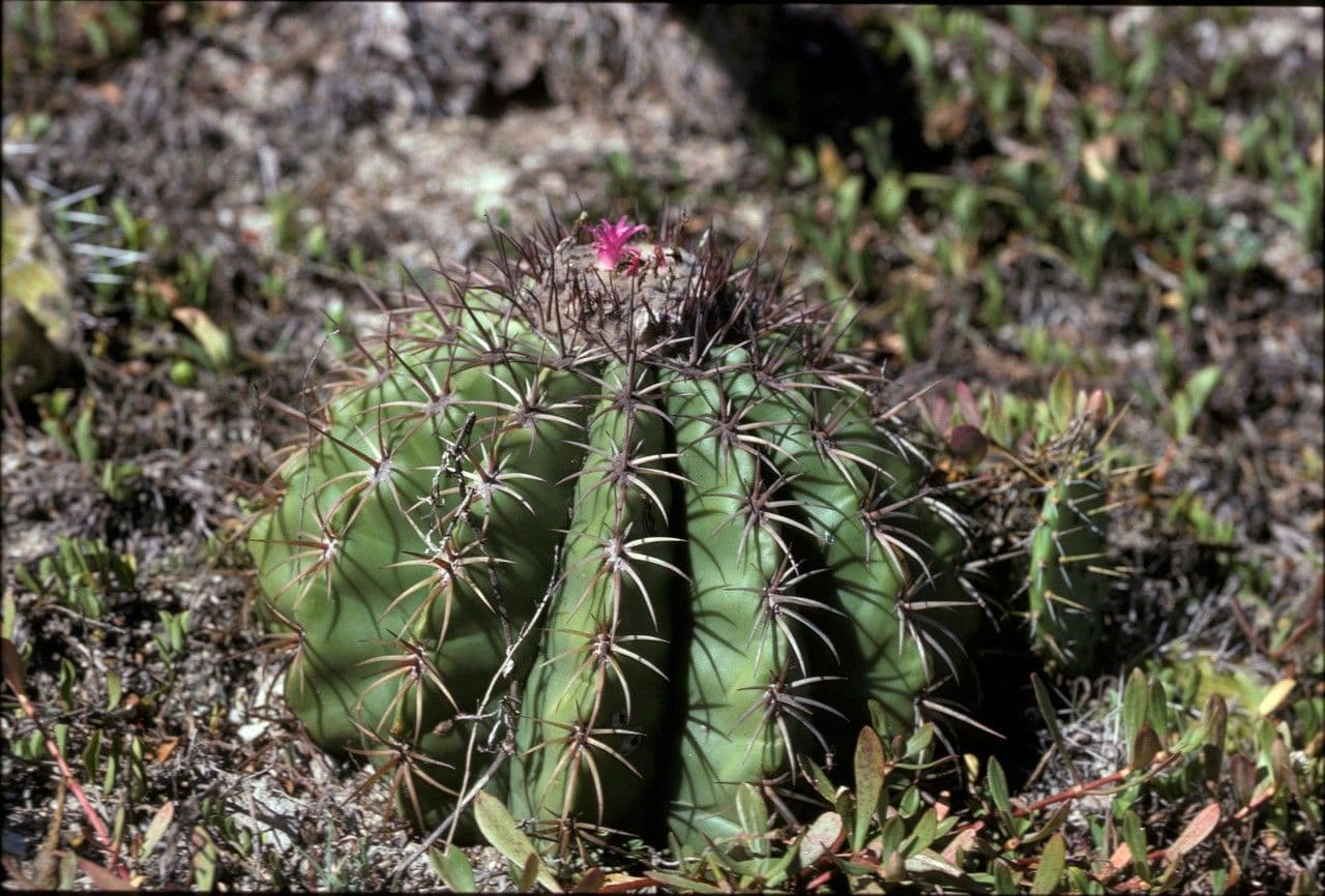 Melocactus 3