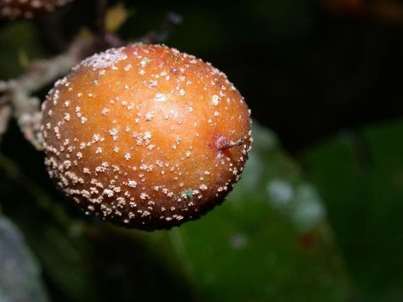 Casearia corymbosa