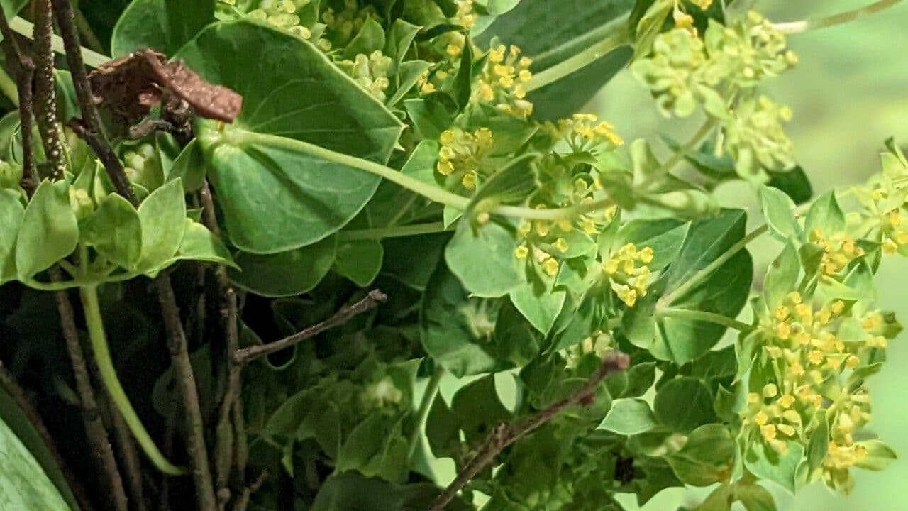 Bupleurum rotundifolium 13