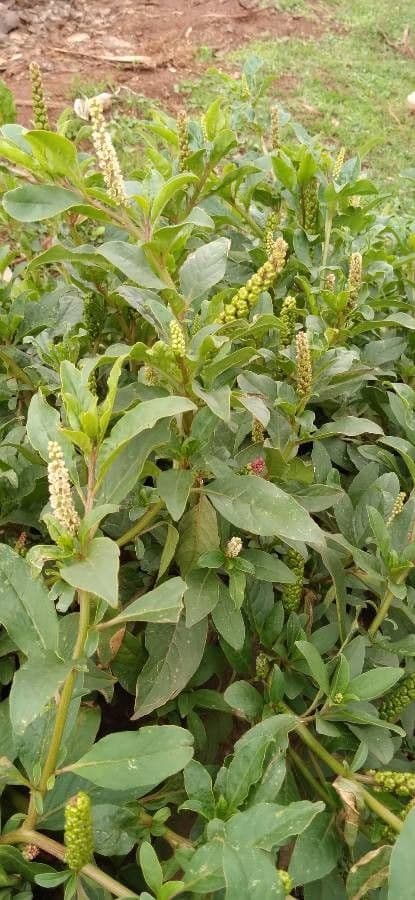 Phytolacca octandra 12
