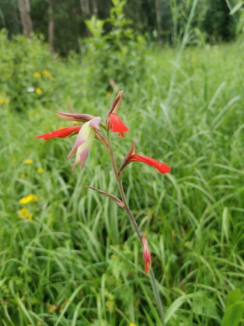 Gladiole