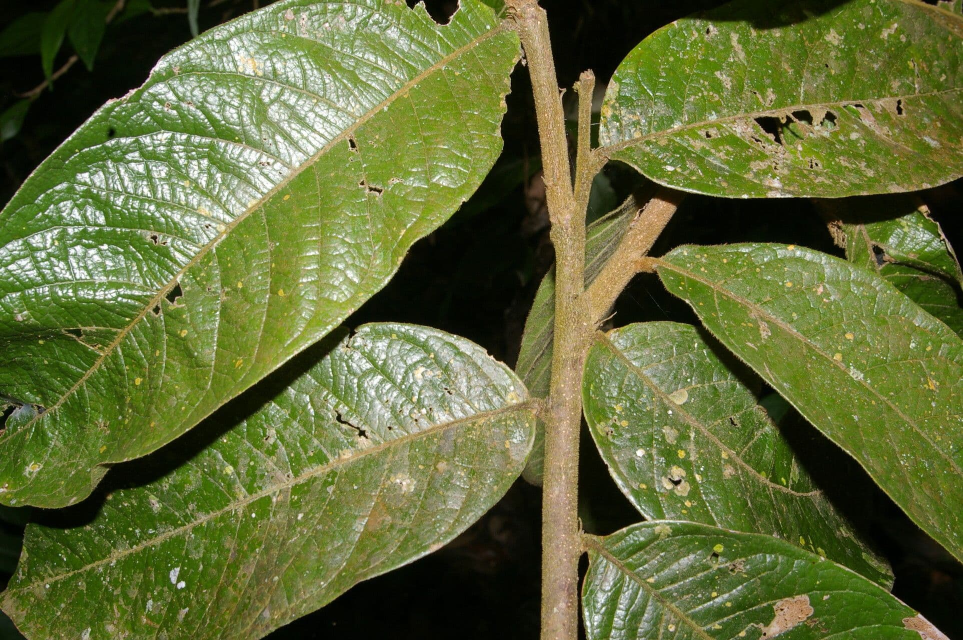 Hirtella guatemalense 3