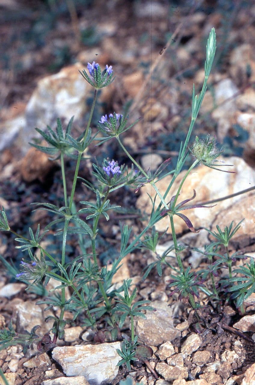 Asperula 10