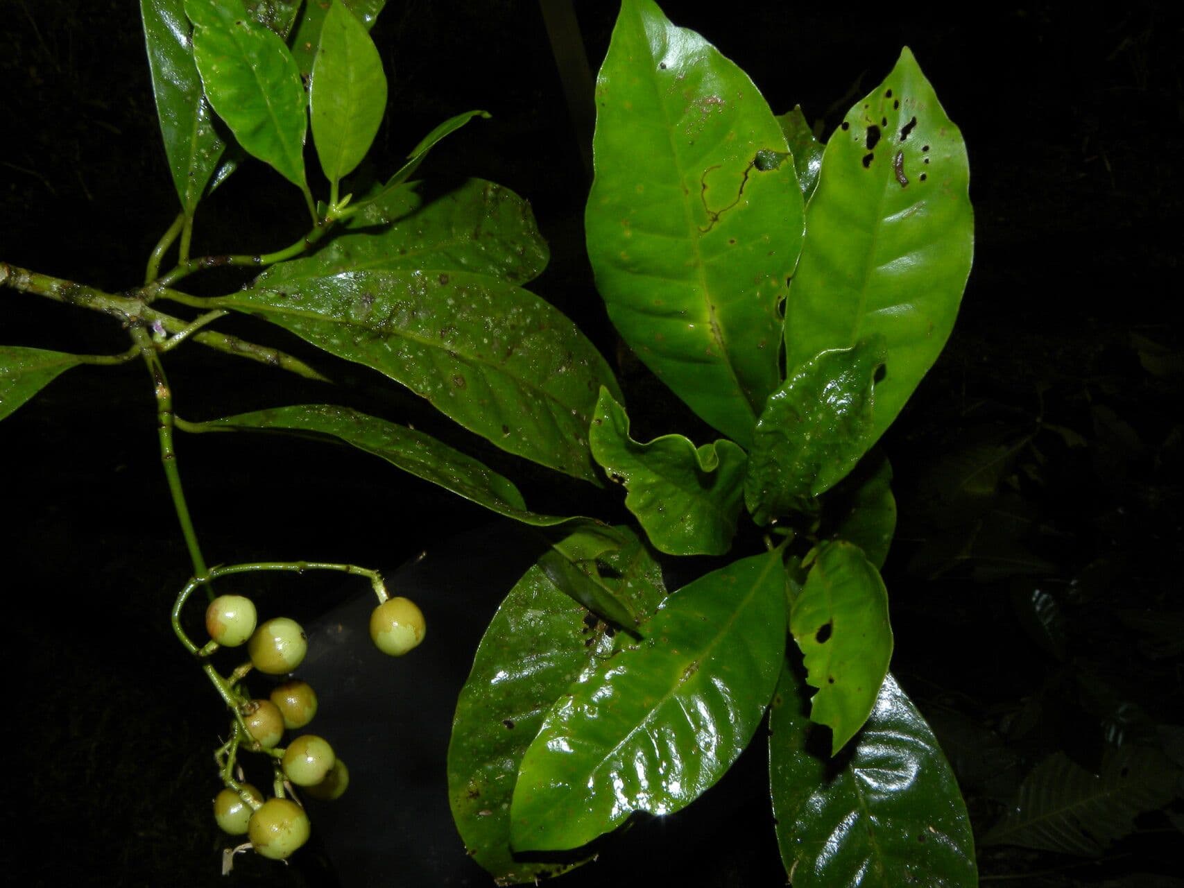 Chrysochlamys glauca 2