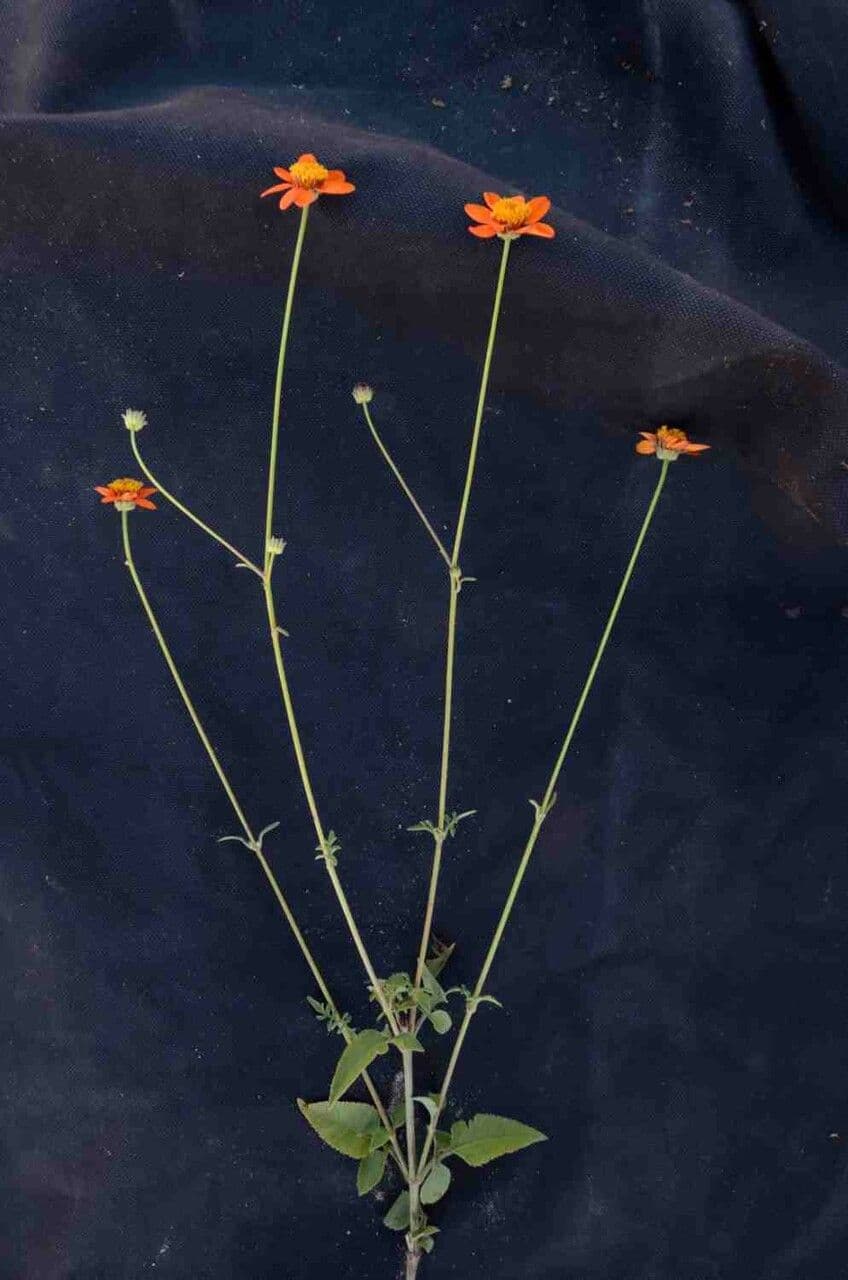 Bidens 3