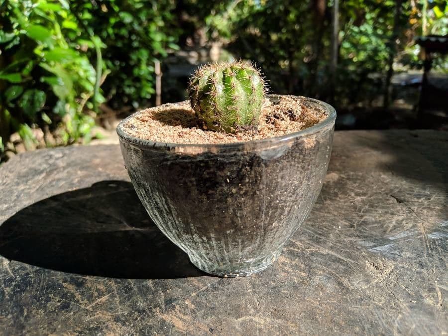 Cactus pettine 17