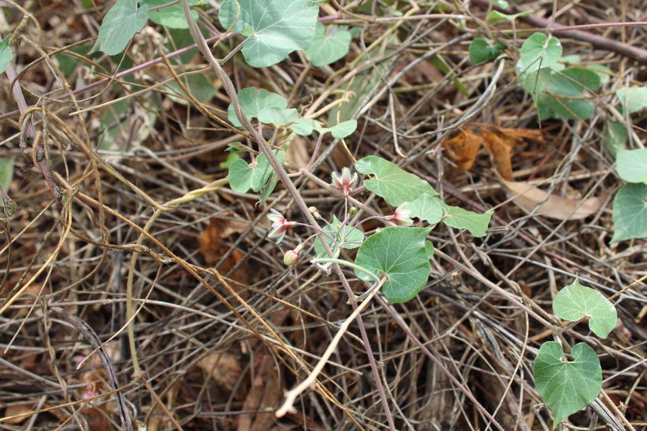 Pergularia daemia 12