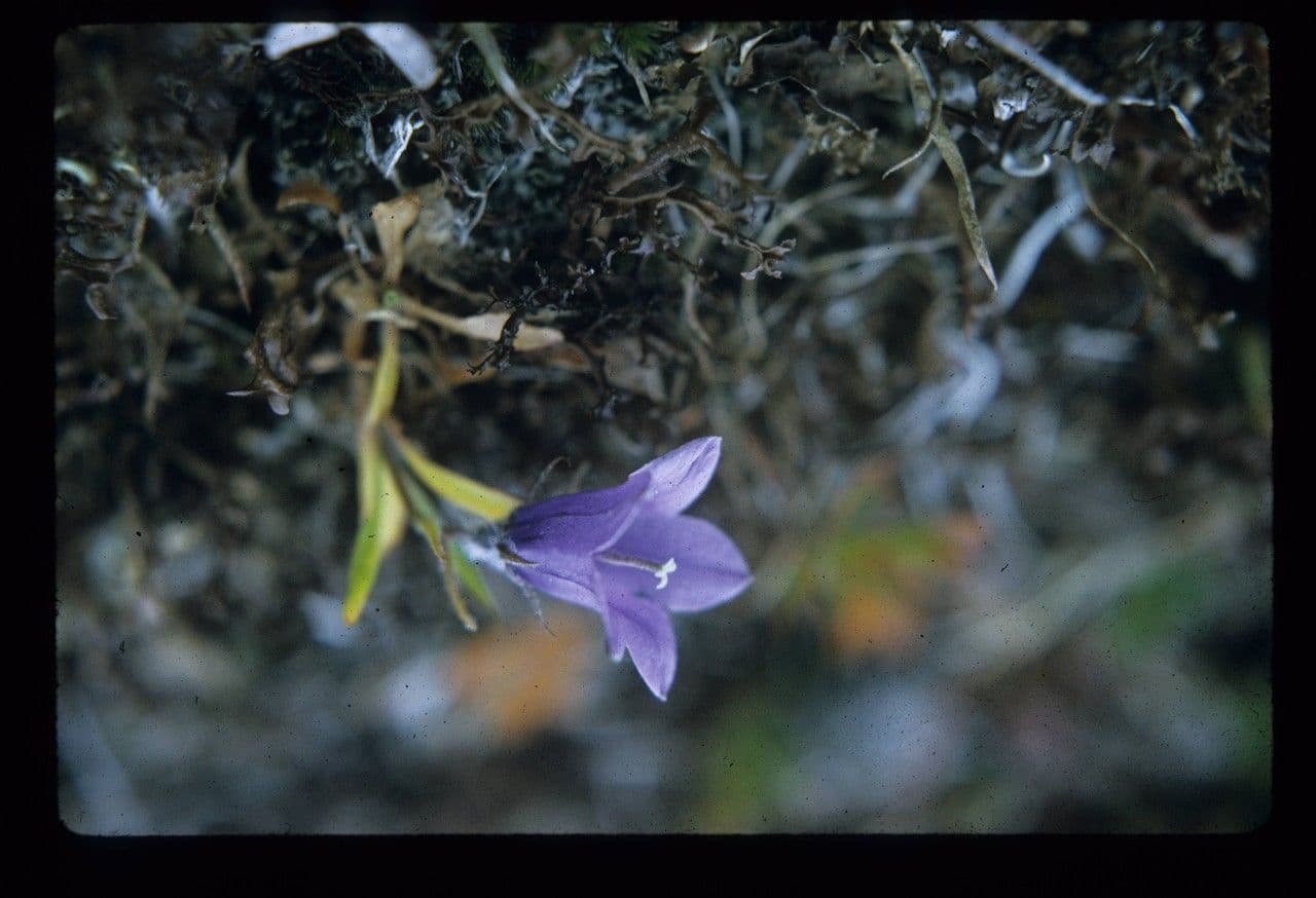 Genzianella pelosa 4