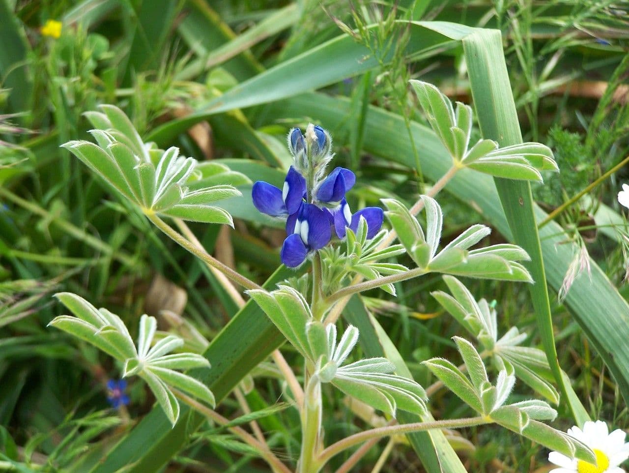 Lupino peloso 9