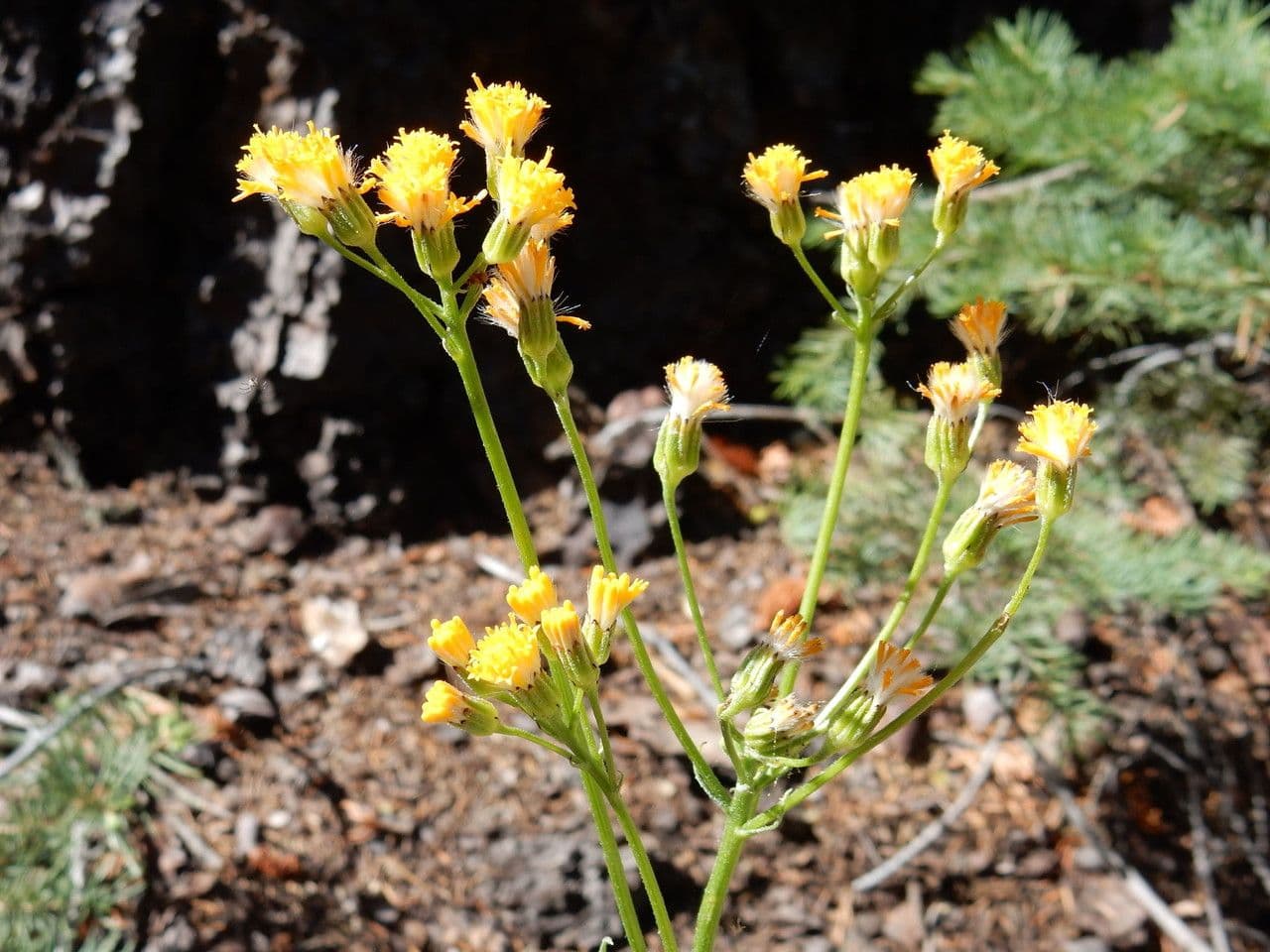 Senecio 5