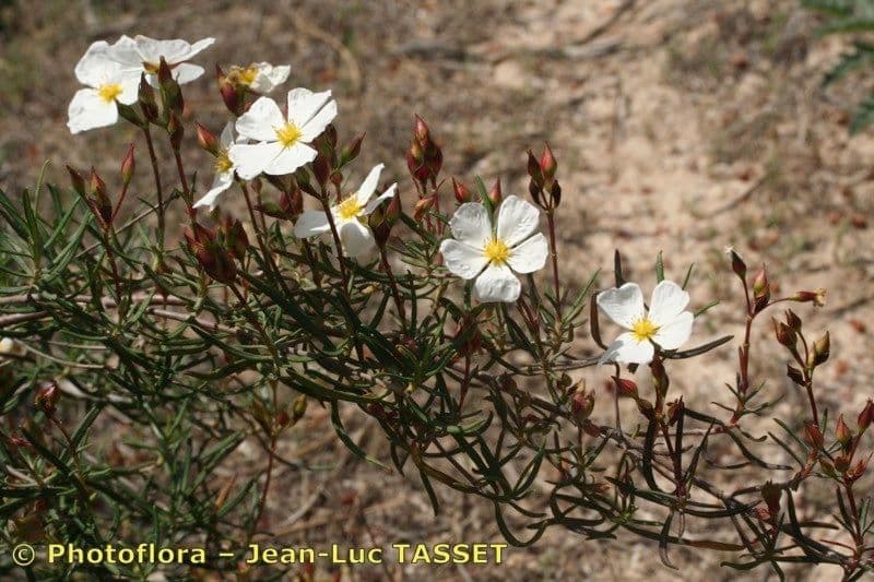 Cistus 18