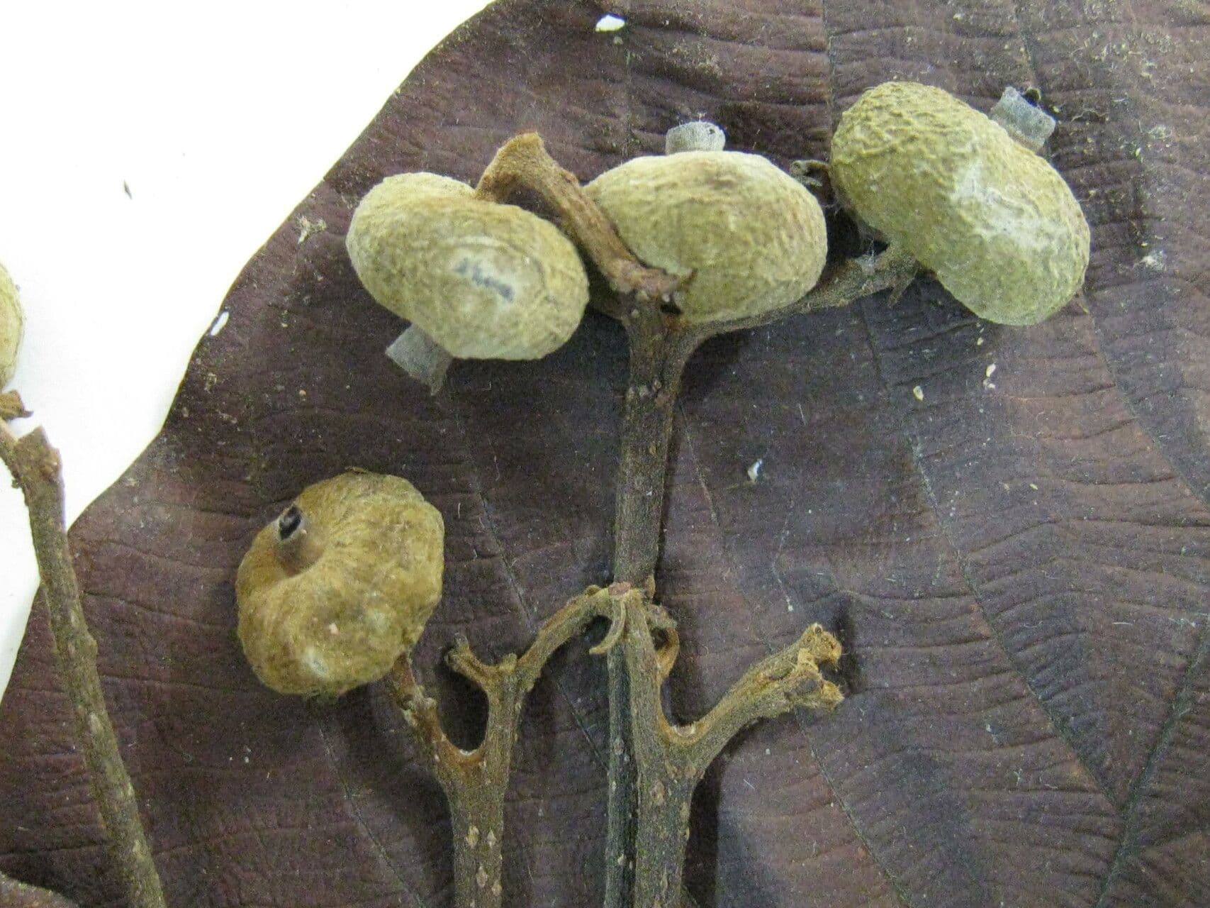 Guettarda 2