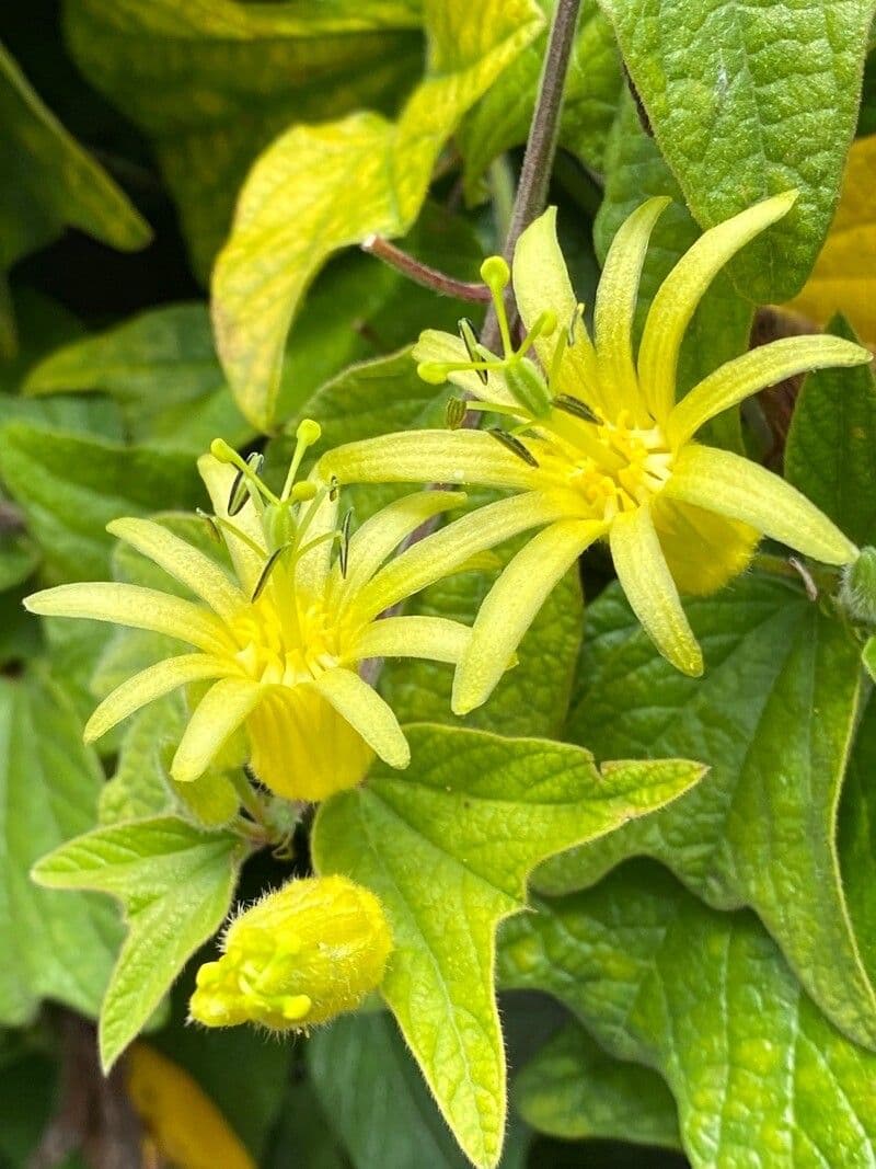Passiflore 4