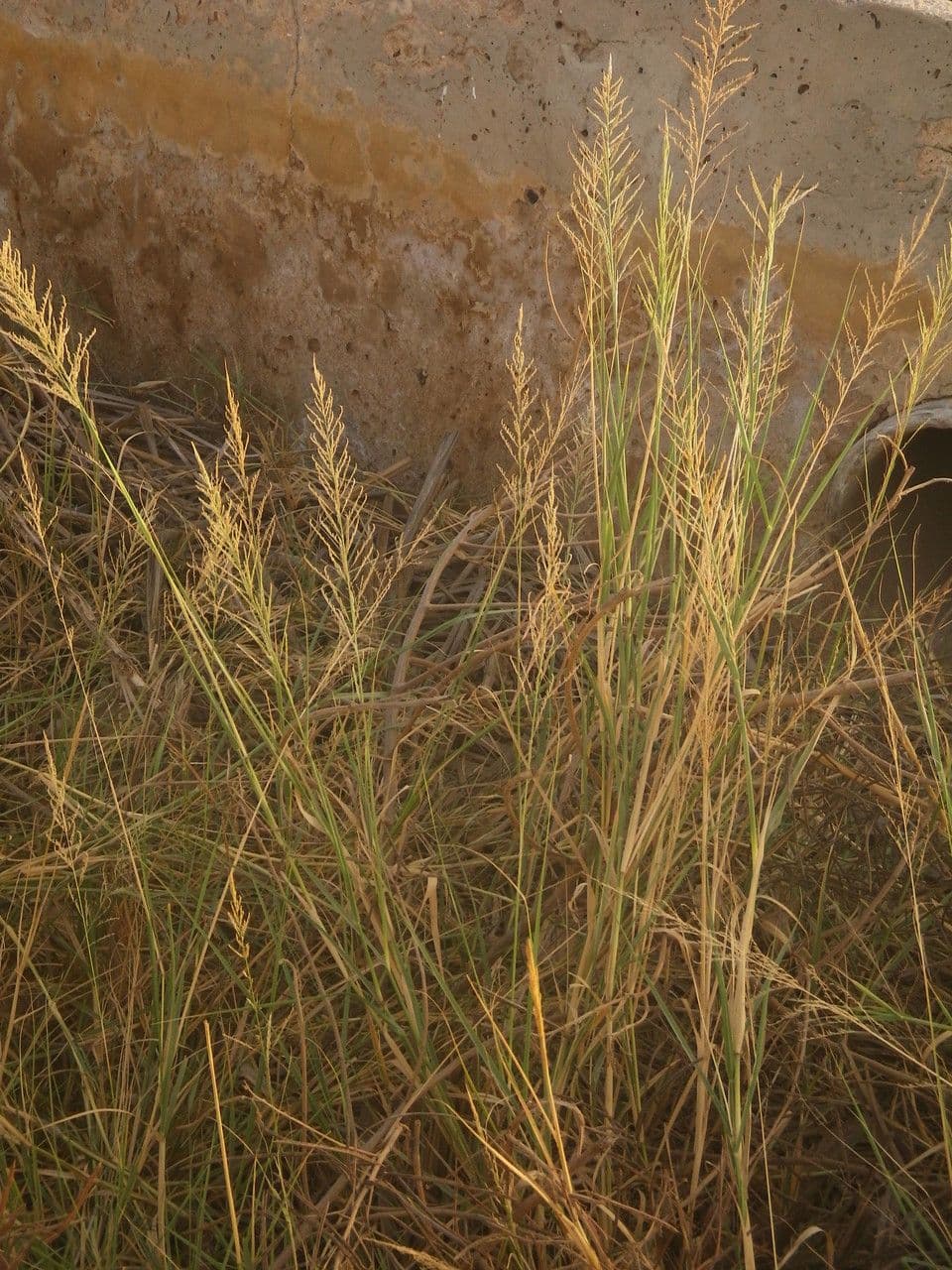 Sporobolus 7