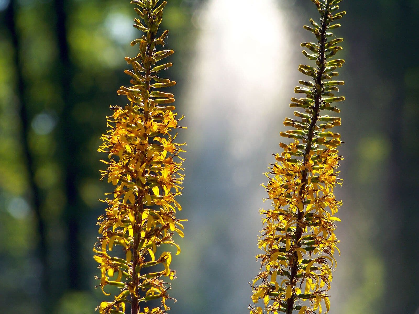 Ligularia 4