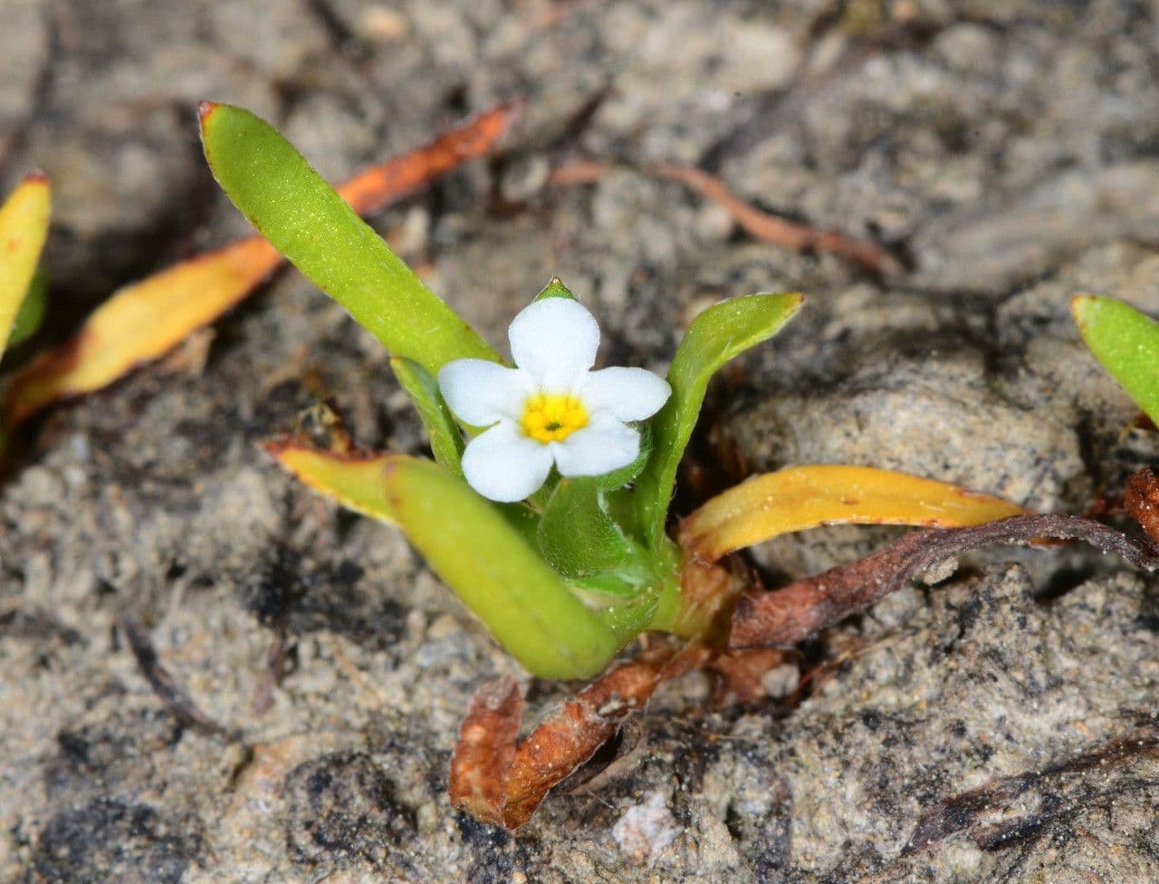 Plagiobothrys bratteato 7