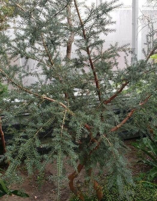 Podocarpus lawrenceův