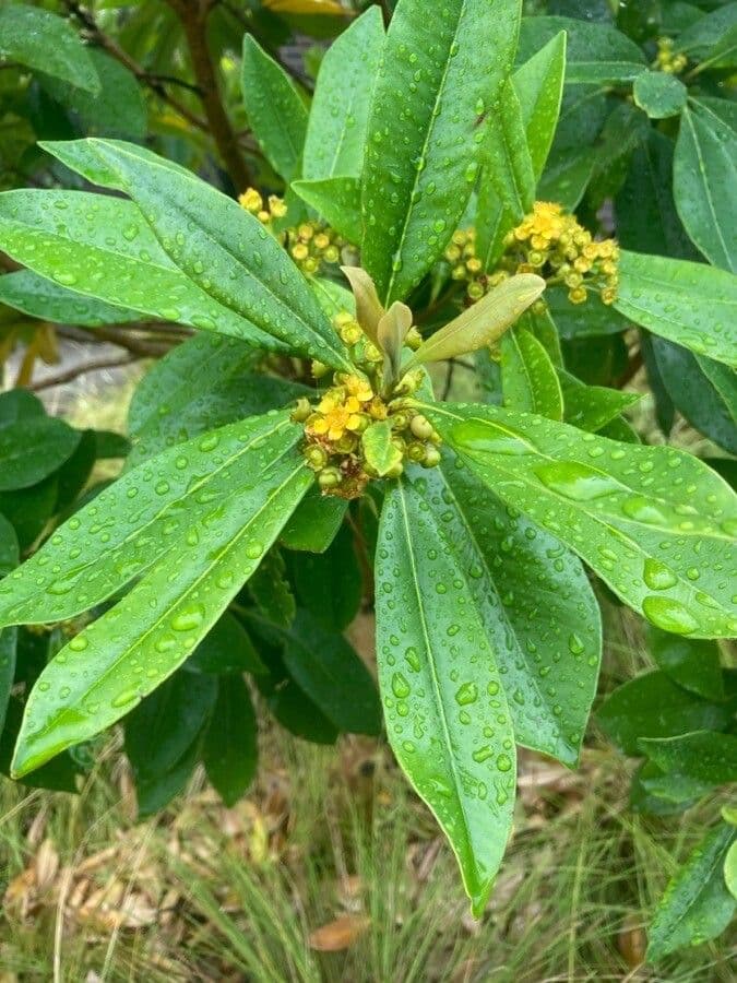 Lorbeerblättrige Tristaniopsis 3
