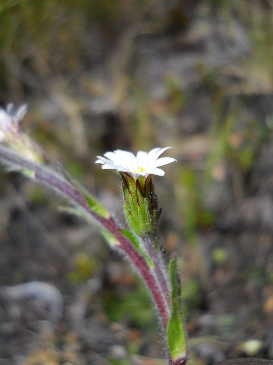 Noticastrum