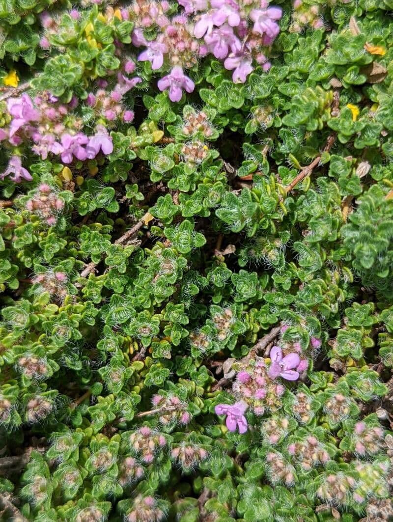Zottiger Thymian 9