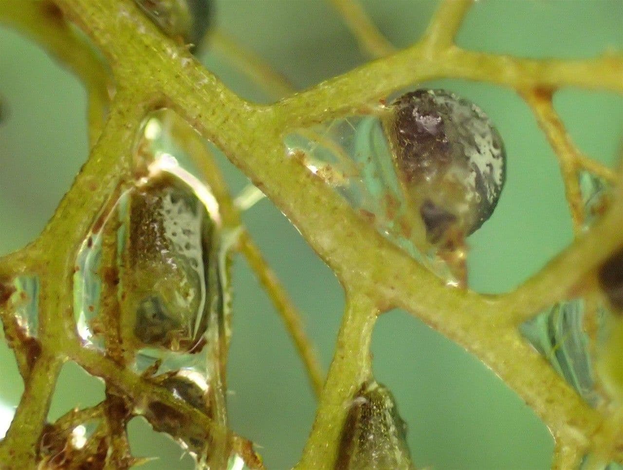 Erba vescica 5