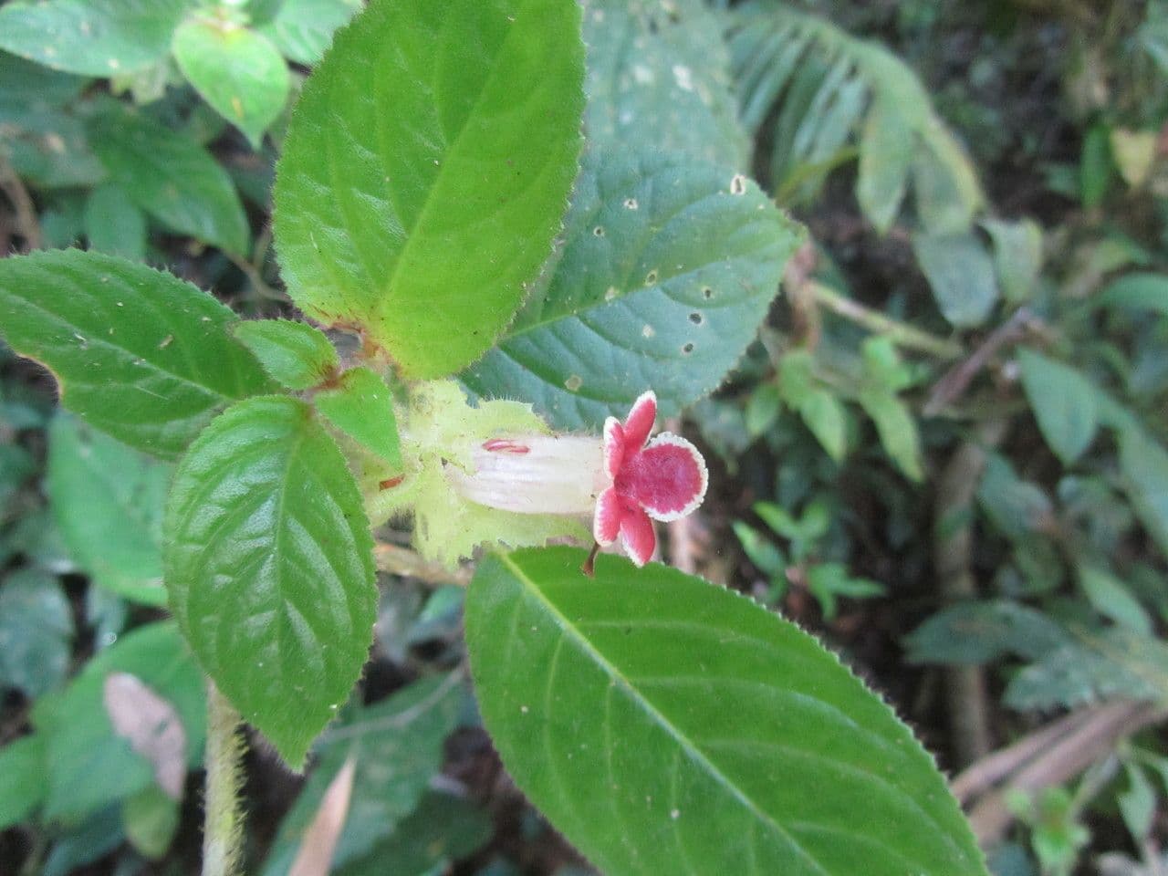 Drymonia pelosa 9