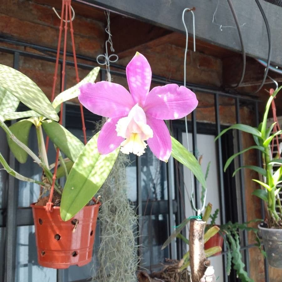 Cattleya Harrisona 5