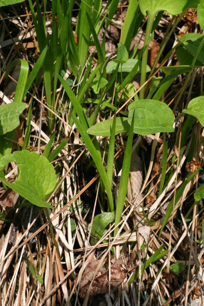 Xyris tennesseensis 14