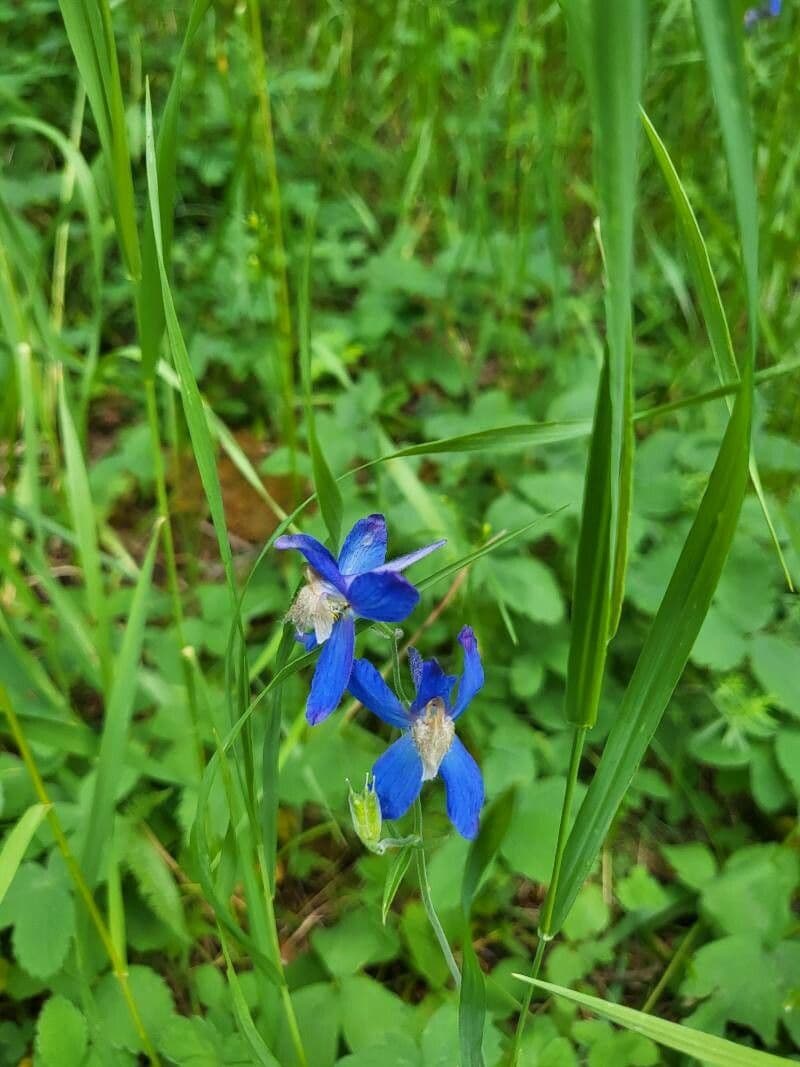 Speronella di Menzies 3