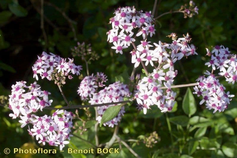 Pericallis 21