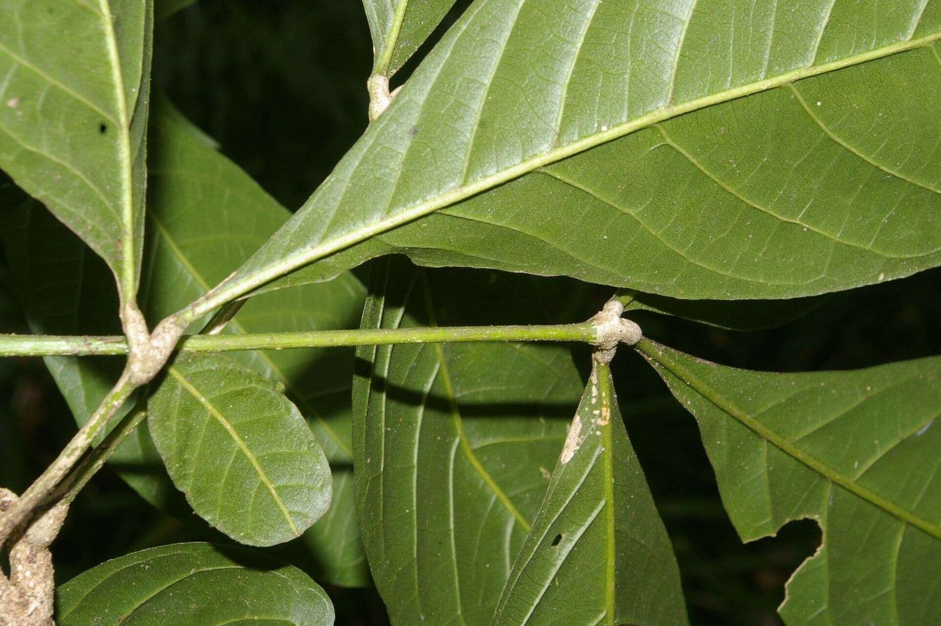 Angostura 13