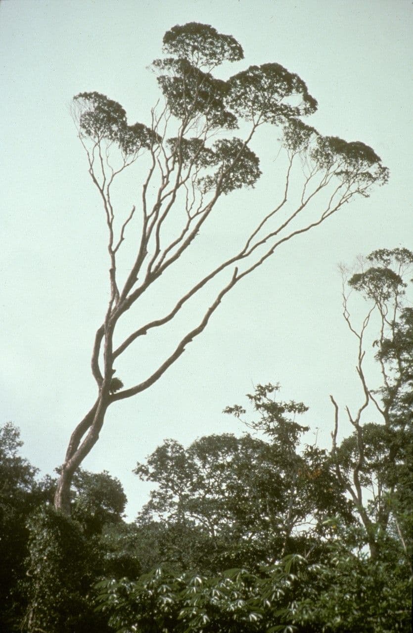Qualea