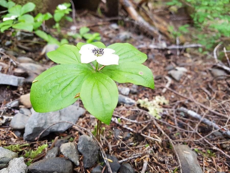 Cornus de Canadá 7