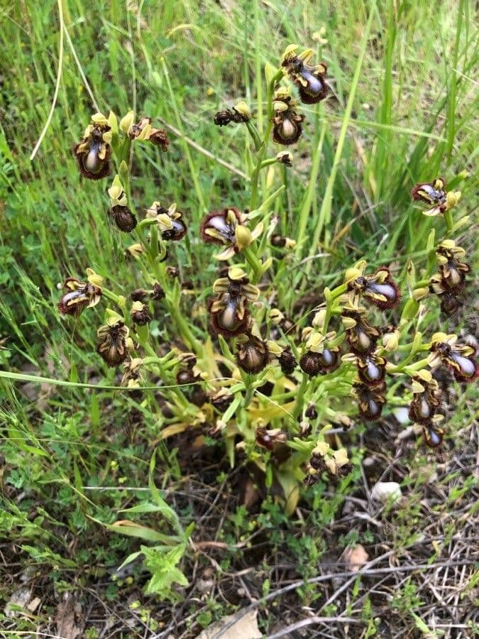 Ophrys speculum 13